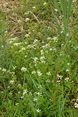 Echte Brunnenkresse,  Nasturtium officinale