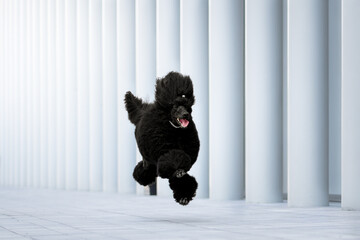 Black poodle joyfully running in a modern architectural setting during daytime hours
