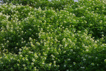 Echte Brunnenkresse,  Nasturtium officinale