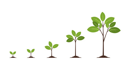 Illustration of a young tree growing in stages from a seedling to a mature plant