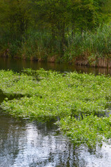 Obraz premium Große Wasserfenchel, Oenanthe aquatica
