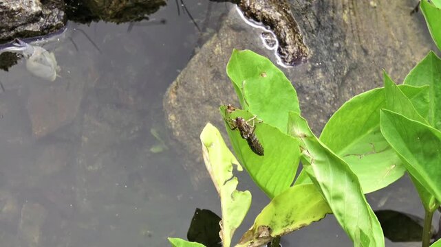 Filmmaterial einer leeren H&uuml;lle einer geschl&uuml;pften Libellen Larve auf einem gr&uuml;nen Blatt an einem Teich oder See, Deutschland