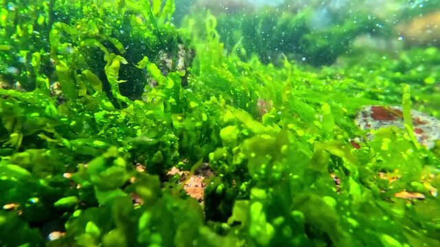 Underwater view of red and green algae that grow on rocks near the shore and saturate the water with oxygen, Black Sea