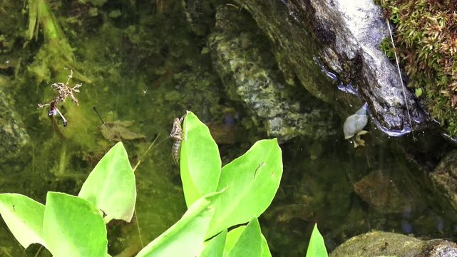 Filmmaterial einer leeren H&uuml;lle einer geschl&uuml;pften Libellen Larve auf einem gr&uuml;nen Blatt an einem Teich oder See, Deutschland