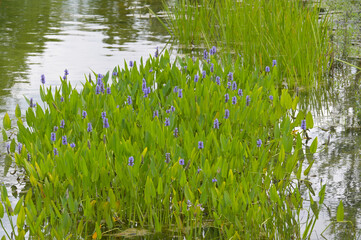Herzblättrige Hechtkraut, Pontederia cordata