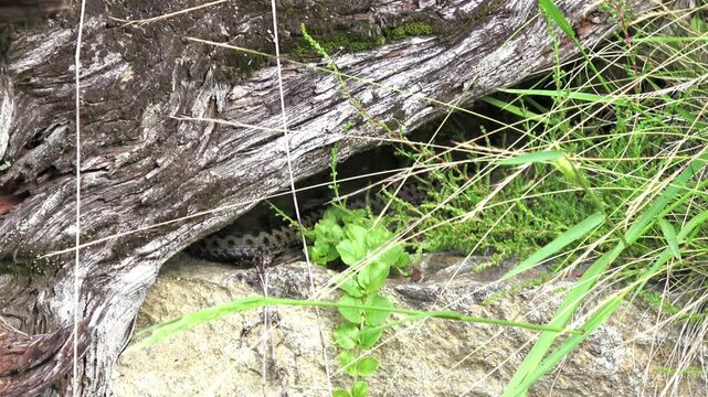 Filmmaterial einer Kreuzotter Schlange auf Boden im versteckt unter einem Baumstamm Ast im Sommer, Deutschland