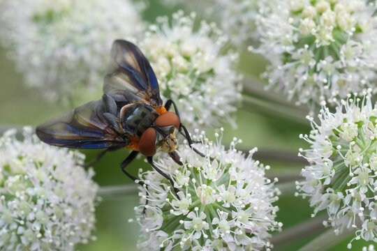Closeup on a colorful European Tachinid fly , Phasia hemiptera which parasite hemipterans