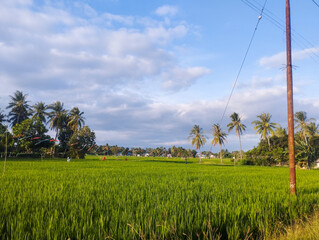 A scenic tropical rice field with lush green paddies, coconut trees, and a blue cloudy sky in a rural countryside landscape. Perfect for themes of agriculture, farming, nature, and environment