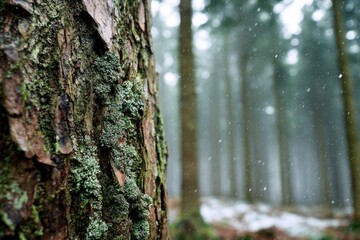 Obraz premium Close-up of a weathered tree trunk in a snowy forest. A detailed view of the bark's texture and moss, with a blurred background of snowy trees