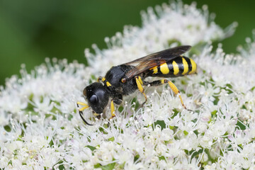 Closeup on a square headed wasp Ectemnius fossorius on a white flower