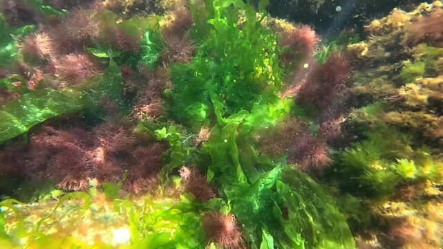 Reflections of sunlight on the seabed and green and red algae in the Black Sea