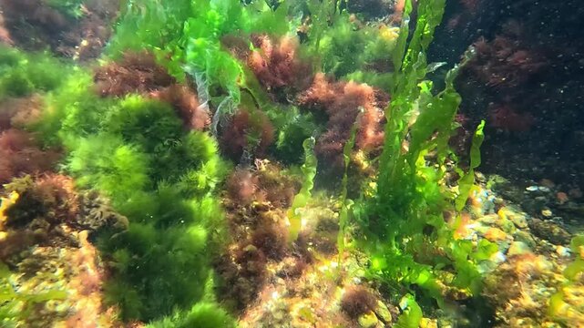Underwater view of red and green algae that grow on rocks near the shore and saturate the water with oxygen, Black Sea