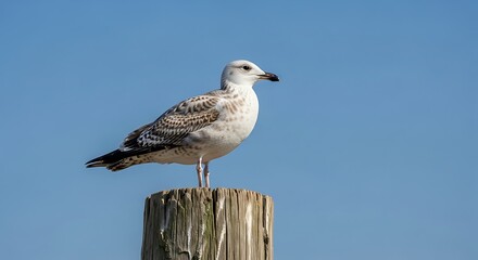 Obraz premium Seagull on a Post.