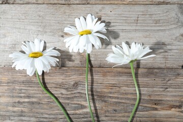 Beautiful chamomile flowers on wooden table, flat lay