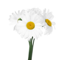 Bouquet of beautiful chamomile flowers isolated on white