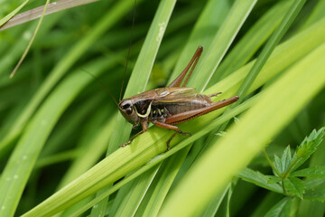 Closeup on a Roesel's bush cricket katydid, Roeseliana roeselii sitting in grass
