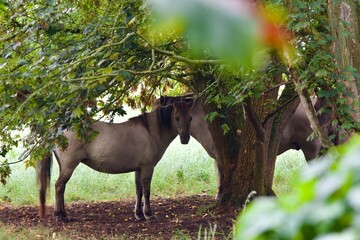 Fototapeta premium horse in the forest
