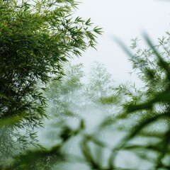 Obraz premium Misty bamboo forest scene, lush green leaves blurred with fog. Serene and tranquil