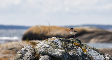 Eurasian Oystercatcher at Beautiful Herfol Island in Hvaler, Norway