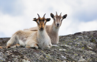 Obraz premium Two Goats on Summer Grazing on Herfol Island in Hvaler, Norway, Resting on a Rock