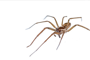A brown spider on a white background highresolution photography professional color grading soft shadows low contrast and clean sharp focus digital photography