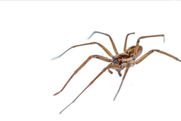 A brown spider on a white background highresolution photography professional color grading soft shadows low contrast and clean sharp focus digital photography