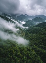 Misty mountain range, dense forest (1)