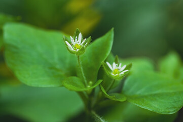 Macro photo of green leaves with small white flowers in summer garden