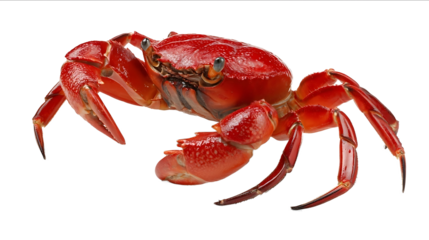 Photo of a red crab on a white background closeup view with a clipping path