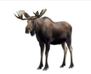 A realistic photo of a moose standing on a white background