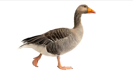 Photo of a grey tropic goose standing on two legs and looking to the side on an isolated white background