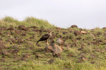 Bonelli's eagle (Aquila fasciata)  at Baramati, Bhigwan, Maharastra, India.