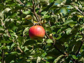 Ripe Red Apple Hanging on a Tree