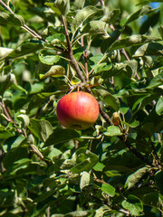 A Ripe Red Apple on a Tree