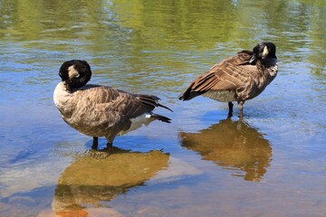 Canada goose（カナダ雁）
