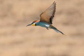 European bee-eater - Merops apiaster in flight with spanned wings and tail at golden-brown background. Photo from Dobruja in Bulgaria.