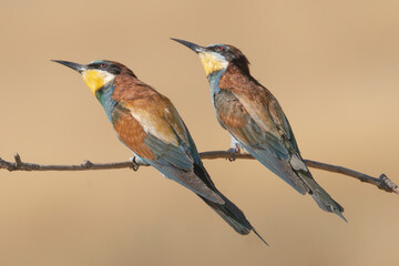 Two European Bee-eaters  - Merops apiaster perched on a slender branch. Birds are observing  flying insects. Photo from Dobruja in Bulgaria..