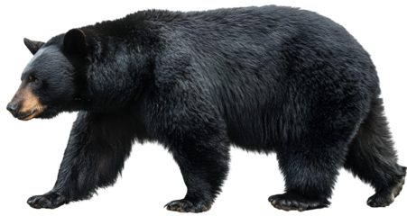 black bear, full-body, transparent background, png clipart, photorealistic