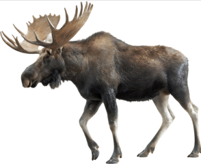Majestic corporations moose on a white background isolated on a transparent PNG with a clipping path high resolution detailed photo professional photograph hi