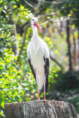 鳥 © 光紀 辻村