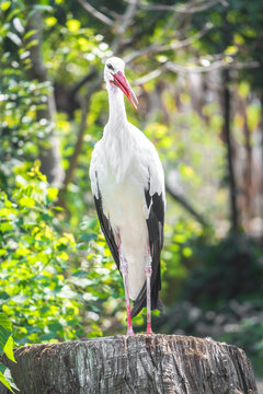 鳥