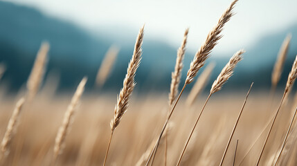 Fototapeta premium Golden wheat ears growing in a field with mountains in the background.