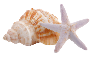 Seashell and Starfish: A meticulously composed shot of a conch shell and a starfish that immediately transports viewers to coastal serenity, the composition of natural elegance and beauty.