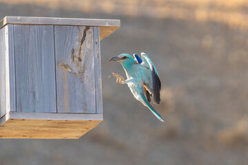 European roller - Coracias garrulus in mid-flight, approaching wooden birdhouse mounted on post. Bird, with wings spread wide, carries an insect in its beak for feeding chicks. Photo from Dobruja.