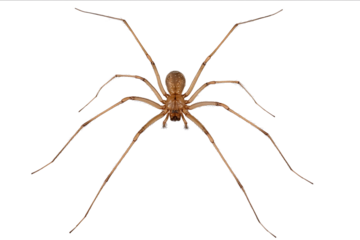 A topdown photograph of an entire longlegged brown house spider on a white background The full body is visible with no shadow This appears to be professional