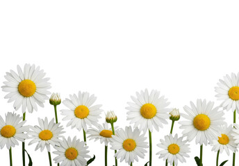 Fototapeta premium White daisy flowers isolated on white or transparent background
