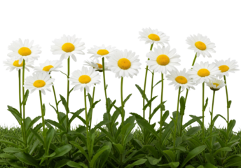 White daisy flowers and green grass isolated on white or transparent background