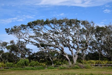 Hammok trees at a park