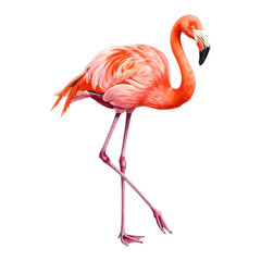 Obraz premium Elegant Vibrant Pink Flamingo Standing Gracefully on One Leg Isolated Hand Drawn Watercolor Painting Illustration