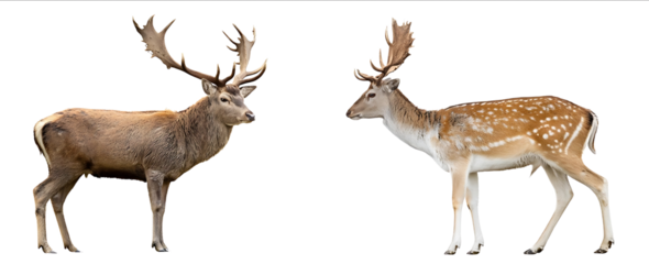Photo of a red deer and fallow deer standing side by side isolated on a white background with a clipping path Fullbody portrait of the male animals in a natur